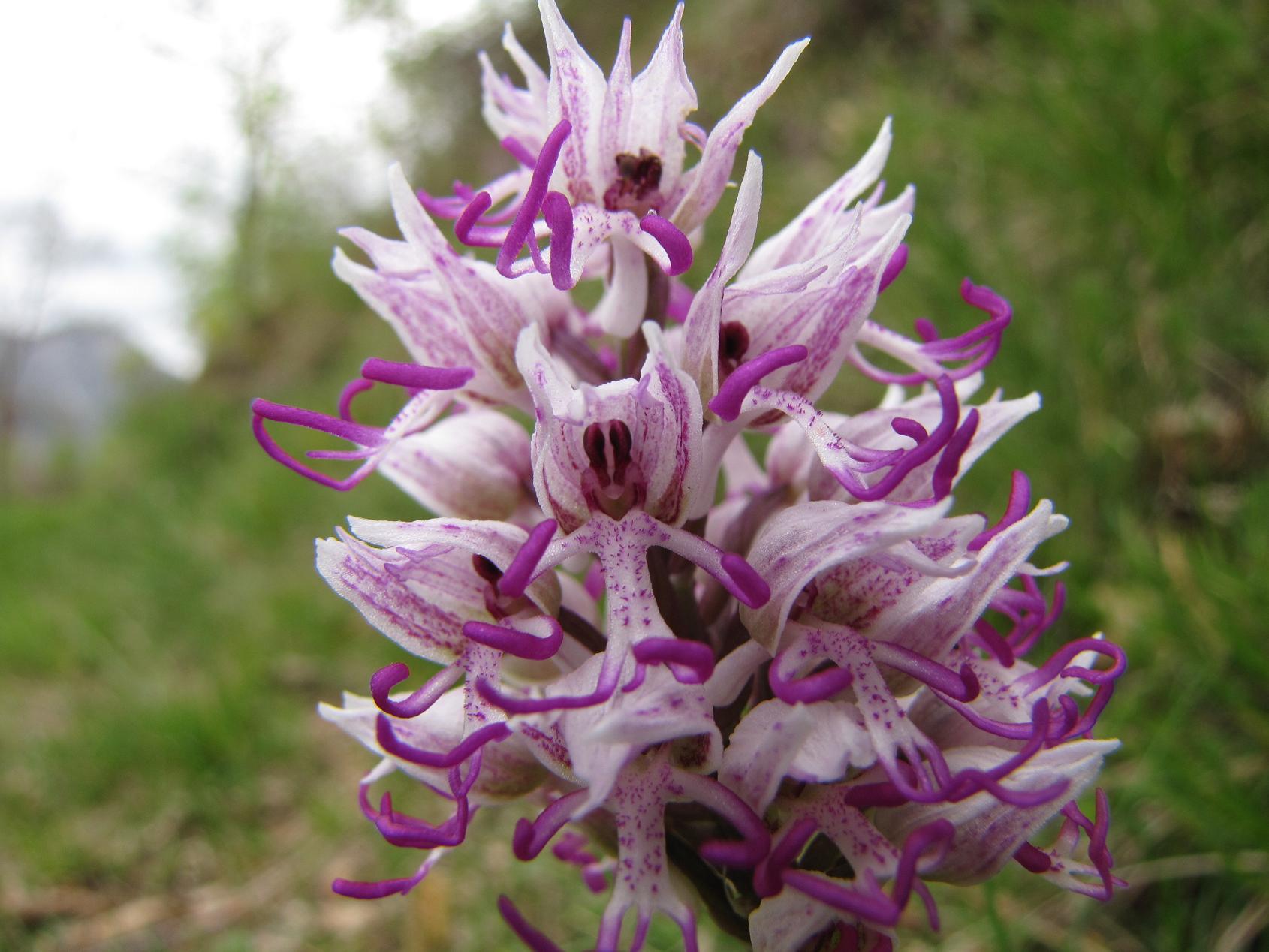 Le nostre prime orchis & ophrys